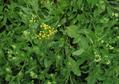 costmary, alecost, bible leaf, mint geranium